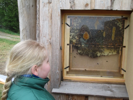 Bienenschaukasten auf dem Vereinsgelände