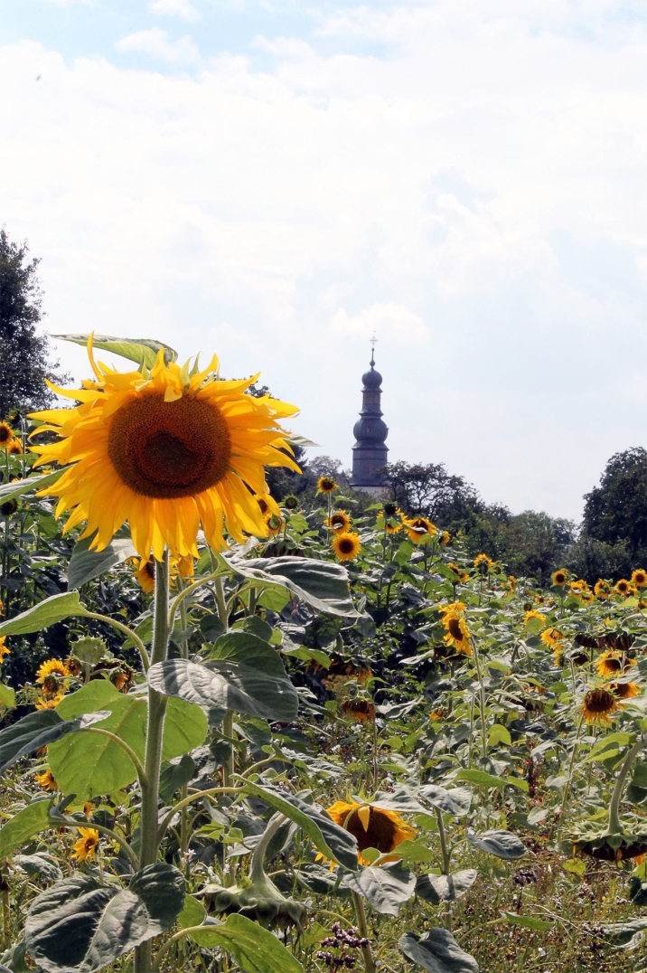 Von den Naturfreunden angelegter Blühstreifen als Strukturelement in der Kulturlandschaft